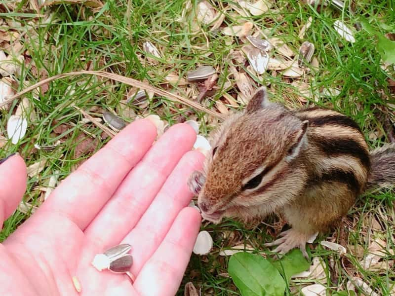 天狗山はシマリスの楽園 手のひらに乗せて写真撮影も 北海道 小樽市のおすすめスポット おしゃまち歩き