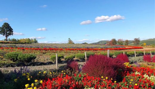 「ぜるぶの丘」はカートでドライブできる最高のお花畑（北海道美瑛町／おすすめ観光スポット）
